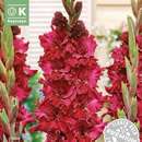 Gladiolus Hybr.Velvet Rhaspberry - Gladiole