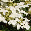 Viburnum plicatum 'Summer Snowflake': Bild 1/1