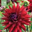 Dahlia Hybr.Witteman's Best: Bild 1/1