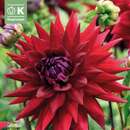 Dahlia Hybr.Witteman's Best - Kaktus Dahlie