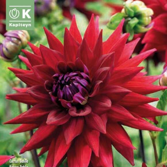 Dahlia Hybr.Witteman's Best: Bild 1/1 Dahlia Hybr.Witteman's Best: Bild 1/1