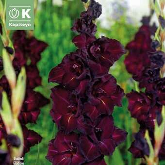 Gladiolus Hybr.Black Surprise