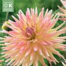 Dahlia Hybr. Cabana Banana - Kaktus Dahlie
