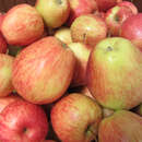 Malus domestica 'Steirische Schafnase' - Winterapfel, X-II