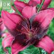 Lilium Asia.Hybr.Purple Eye: Bild 1/1