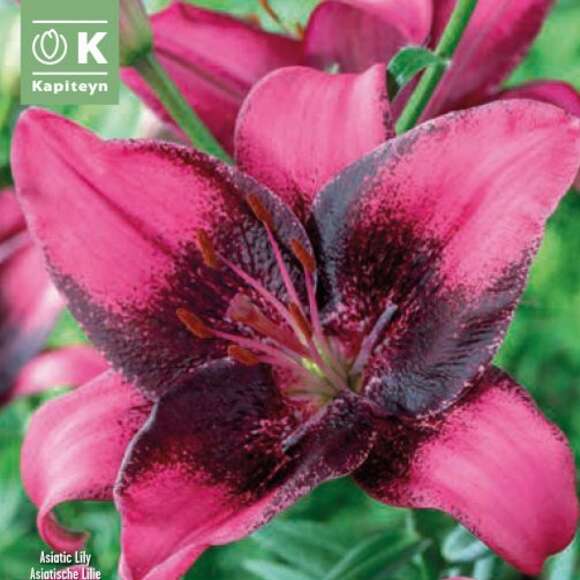 Lilium Asia.Hybr.Purple Eye: Bild 1/1 Lilium Asia.Hybr.Purple Eye: Bild 1/1