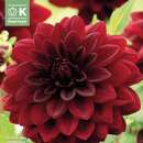 Dahlia Hybr.Arabian Night - Schmuck Dahlie