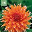 Dahlia Hybr.Color Spectacle: Bild 1/1
