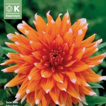 Dahlia Hybr.Color Spectacle