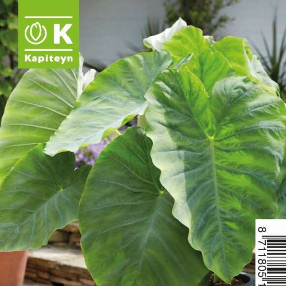 Colocasia esculenta: Bild 1/1 Colocasia esculenta: Bild 1/1