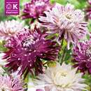 Dahlia Hybride - Schmuck Dahlie Mischung
