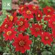 Dahlia Hybr.Topmix rot: Bild 1/1