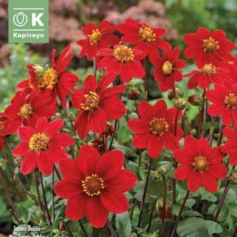 Dahlia Hybr.Topmix rot