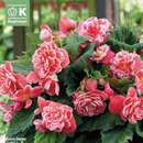 Begonia Camelia - Gefüllte Begonie