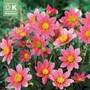 Dahlia Hybr.Topmix - Mini Topmix Dahlie