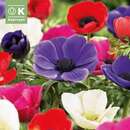 Anemone coronaria DeCaen - Anemone