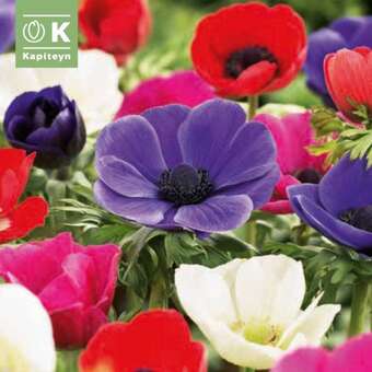 Anemone coronaria DeCaen