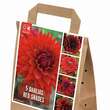 Dahlia Hybride: Bild 1/1