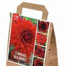 Dahlia Red Shades - Dahlie Red Shades