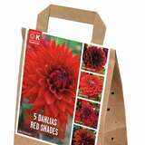 Dahlia Hybride - Dahlie Mischung