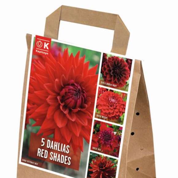 Dahlia Hybride: Bild 1/1 Dahlia Hybride: Bild 1/1