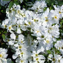 Exochorda macrantha 'The Bride' - Prunkspiere