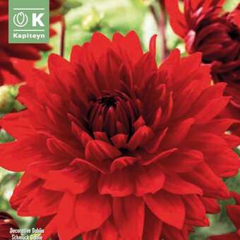 Dahlia Hybr.Garden Wonder