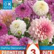 Dahlia Decorative Pastel Mixed Colours: Bild 1/1