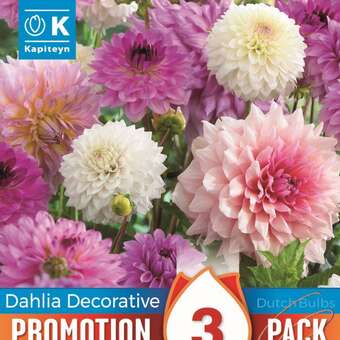 Dahlia Decorative Pastel Mixed Colours