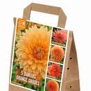 Dahlia Hybride - Dahlie Mischung
