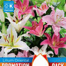 Lilium Oriental Hybr. - Lilien Oriental Prachtmischung