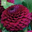 Dahlia Hybr.Babette: Bild 1/1