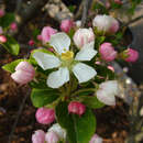 Malus 'Red Sentinel' - Zierapfel