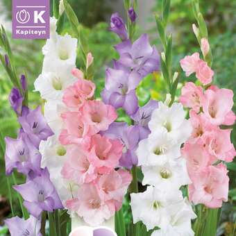 Gladiolus Combi weiß,blau,rosa