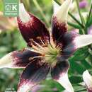 Lilium Asia.Hybr.White Brush - Lilie
