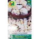 Allium sativum - Pflanzknoblauch winterhart