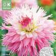 Dahlia Hybr. Nadia Ruth: Bild 1/1