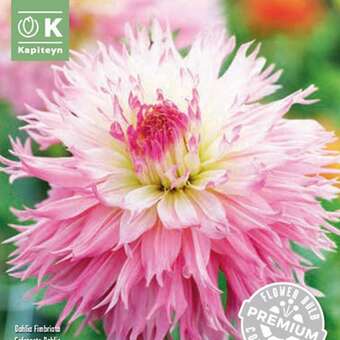 Dahlia Hybr. Nadia Ruth