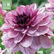 Dahlia Decorative Creme de Cassis: Bild 1/1