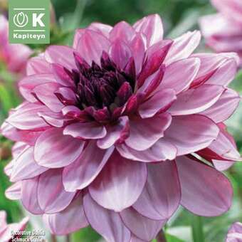 Dahlia Decorative Creme de Cassis