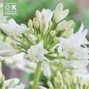 Agapanthus africanus - Schmucklilie