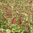 Fuchsia magell. gracilis 'Tricolor': Bild 1/3