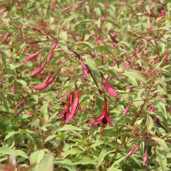 Fuchsia magell. gracilis 'Tricolor'