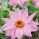 Dahlia Hybr.Bishop of Leicester - Duplex Dahlie