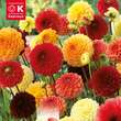 Dahlia Hybride Ball gelb-rot-orange: Bild 1/1