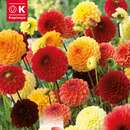 Dahlia Hybride - Ball Dahlie Mischung