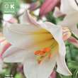 Lilium Tromp.Hybr.Regale: Bild 1/1