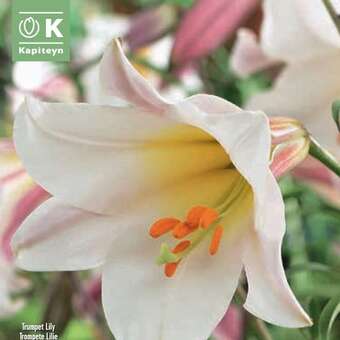 Lilium Tromp.Hybr.Regale