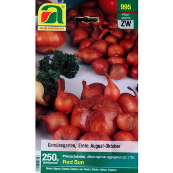 Allium cepa var. aggregatum Red Sun