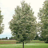 Acer platanoides 'Drummondii' - Weißbunter Spitzahorn